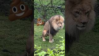 Have you ever seen a lion poop 💩 lion poop shortsvideo [upl. by Lihkin928]