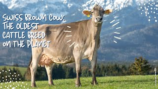 The Swiss Brown Cow The Oldest Cattle Breed on the Planet [upl. by Oninotna]