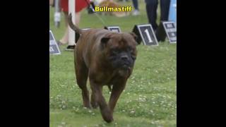 Bullmastiff  The Best Guard Dog For Home youtubeshorts youtube ytshorts [upl. by Enak906]