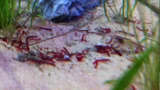 Cherry Shrimp eating live bloodworm Glycera Dibranchiata [upl. by Aissatan]