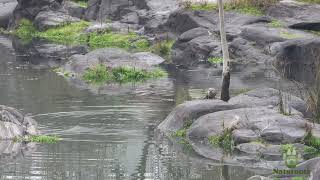 Avistamientos de nutrias  Otter sightings [upl. by Mcclenon]