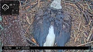 Second Egg at Port Tobacco MD [upl. by Llertnac]