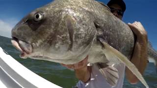 Delaware Bay Black Drum Fishing [upl. by Annas717]