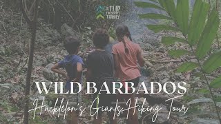 Hiking in Barbados  Hackletons Giants with Wild Barbados [upl. by Ariec]