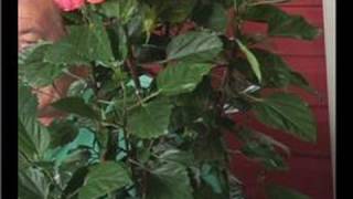 Tropical Plant Care  Growing Hibiscus Plants [upl. by Collin]