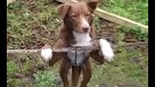 Amazing Acrobatic Rope balancing Dog [upl. by Dwayne]