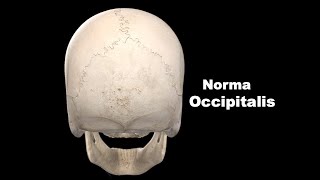 Norma occipitalis Anatomy mbbs bds education [upl. by Olney]