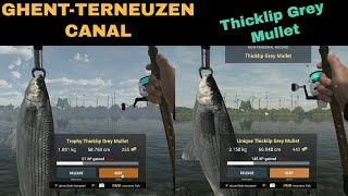 Fishing Planet GhentTerneuzen Canal Netherlands Thicklip Grey Mullet Trophy amp Unique [upl. by Ydnih]