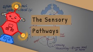 SensoryAscending Spinal Tracts [upl. by Keller]