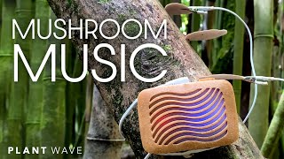 Mushroom Music with PlantWave [upl. by Annaet]