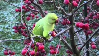 Vroege Vogels  Halsbandparkiet eet uit het knuistje [upl. by Orelu98]