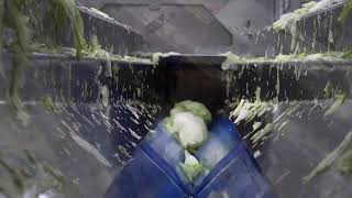 Iceberg lettuce 15quot x 15quot julienne cutting on the Urschel® Model TranSlicer® 2510 Cutter [upl. by Atir]