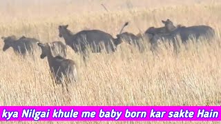 how Nilgai survive in dry areas Indian wildlife sanctuary [upl. by Chellman793]