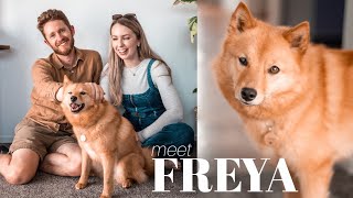 WE ADOPTED A DOG 🐕🦊 QampA with our beautiful rehome Freya the Finnish Spitz [upl. by Akinyt]