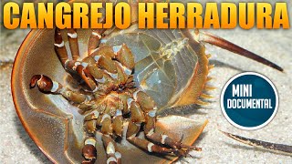 Cangrejo herradura mini documental [upl. by Alage256]