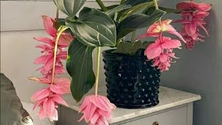 Medinilla Magnífica  a Magnífica Planta de Flor Pendente Uva Rosa Shorts [upl. by Valentino]