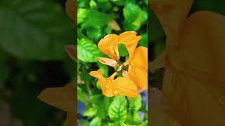 Crossandra infundibuliformis Flower Plant Propagation amp Care plant gardening evergreen india [upl. by Breech]