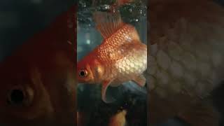 fish trending viralreelsviralshort [upl. by Shields]