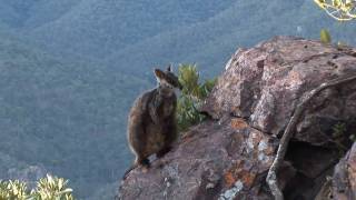 Brushtailed rock wallaby [upl. by Lyn]