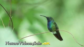 Greenbreasted Mango  male on a branch 4k UHD footage for sale [upl. by Antonino]