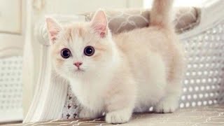 CUTE AND FUNNY MUNCHKIN CATS COMPILATION [upl. by Natal524]