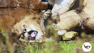 Lion vs Lion  Why Serengeti Lions kill Their King [upl. by Cornel]