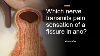 Which nerve transmits pain sensation of a fissure in ano [upl. by Roydd492]