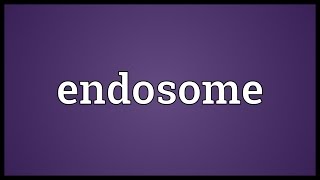 Endosome Meaning [upl. by Shulman]