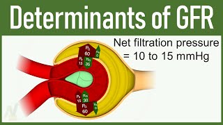 08 Determinants of GFR Glomerular Filtration Rate [upl. by Gene]