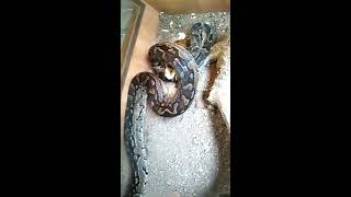 How African rock python attacks its prey by constricting [upl. by Gwendolin]