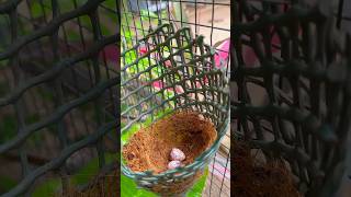 Chim CHÀO MÀO trong Aviary tập thể bất ngờ sinh sản  Đẻ 2 quả 😲 đạtbirdtv birds aviary shorts [upl. by Hobart]