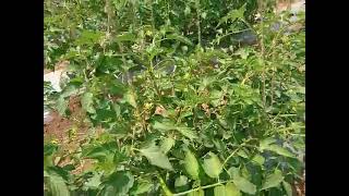 Valagro products on Tomato crop Radifarm Viva M C Extra MC Set Brexil Plus [upl. by Ahsim856]