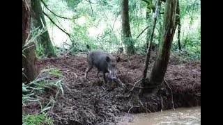 イノシシ 猪 有害駆除 くくり罠 捕獲 Japanese Wild Boar 2017 08 27 [upl. by Segal]