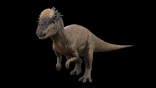 Pachycephalosaurus  ThickHeaded Lizard  NgchipvShortVer [upl. by Valley]