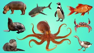 EASY ENGLISH Water Animal Names  25 water animals name for everyone [upl. by Pauly]