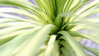 Dracaena Spike DracaenaCordyline australis [upl. by Kinson]