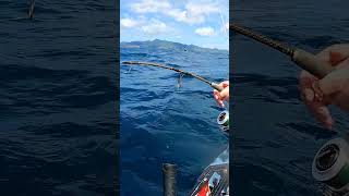 Kayak Fisherman Hooks HUGE SHARK Offshore New Zealand Shorts [upl. by Aleek]