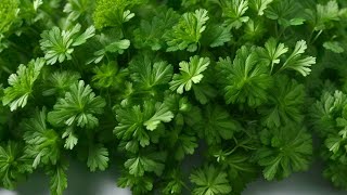 Growing Parsley 101 From Seed to Harvest  Essential Tips for a Thriving Herb Garden [upl. by Rumit]