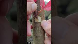 Fruit Trees Grafting Techniques grafting fruittrees satisfying plants tree shorts [upl. by Malilliw]