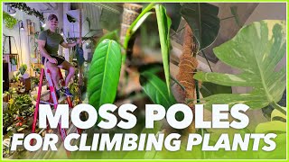 Harnessing Moss Poles and Grow Lights for Climbing Plants 🪴 4K [upl. by Nyrad557]