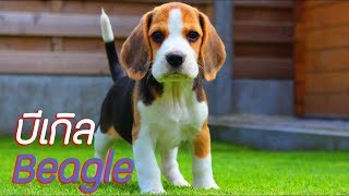 ประวัติ ความเป็นมา สิ่งที่น่าสนใจเกี่ยวกับ บิเกีล Beagle Dog Profile [upl. by Aihsem63]