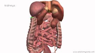 Peritoneal Cavity  Part 4  Intraperitoneal and Retroperitoneal Organs  Anatomy Tutorial [upl. by Beret]