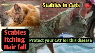 What is Treatment of Scabies in Cats   Cat skin Infection Symptoms and Treatment catscabies [upl. by Allina847]