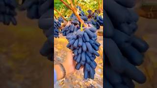 Beautiful Grapes plantationfarming [upl. by Augusto362]