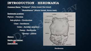 Life History of Herdmania 1 [upl. by Aylsworth]