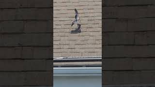 Mourning Doves Mating Dance [upl. by Wil]