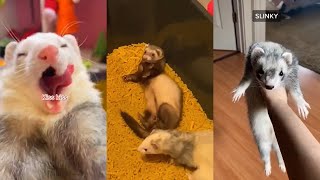 ULTIMATE Ferret TikTok Compilation 2022 pt 8 [upl. by Hctim315]