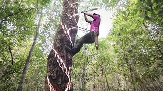 How They Harvest Fresh Chewing Gum From Local Trees [upl. by Berger]