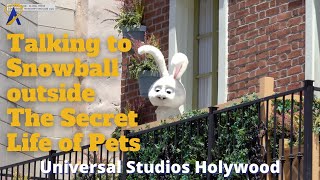 Snowball Talks to Guests at Universal Studios Hollywood  The Secret Life of Pets [upl. by Lisabeth]