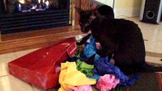 Cat Opens Christmas Presents [upl. by Ibrahim]